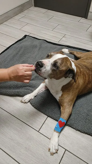 Stitch Veterinary Urgent Care and Surgery 5