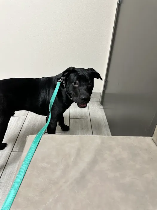 Stitch Veterinary Urgent Care and Surgery 6