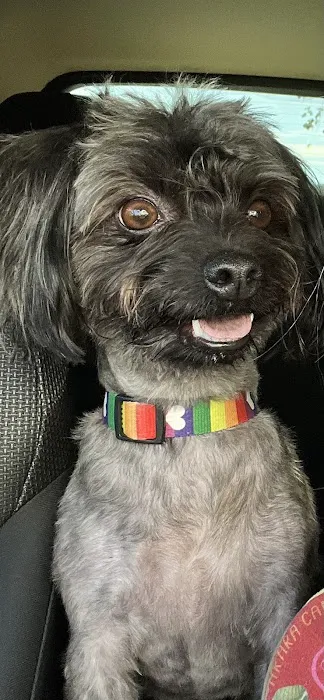 LuAngel Special Needs Pets 4