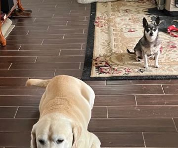 LuAngel Special Needs Pets