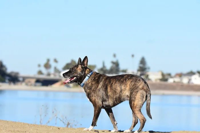 Clairemont Village Pet Clinic 1