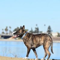 Clairemont Village Pet Clinic ico