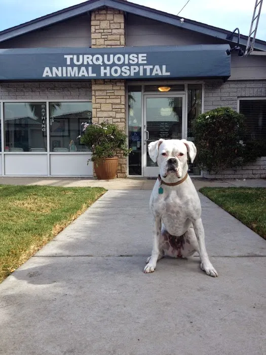 Turquoise Animal Hospital 1
