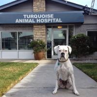Turquoise Animal Hospital ico