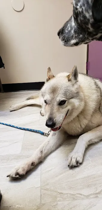 Grand Animal Hospital 7