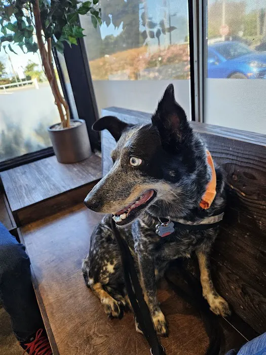 Cardiff Animal Hospital & Wellness Center 2