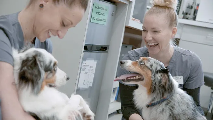 Cardiff Animal Hospital & Wellness Center 5
