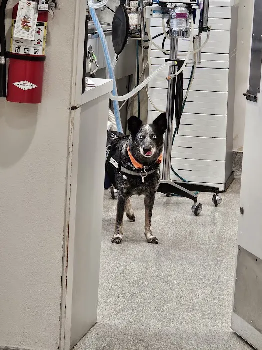 Cardiff Animal Hospital & Wellness Center 7