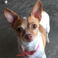 Peaceful Veterinary Care ico