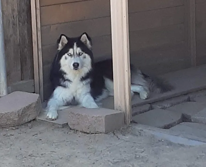Balboa Veterinary Hospital 10