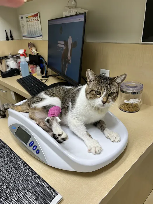 Animal Dermatology Clinic 12