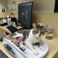Animal Dermatology Clinic ico