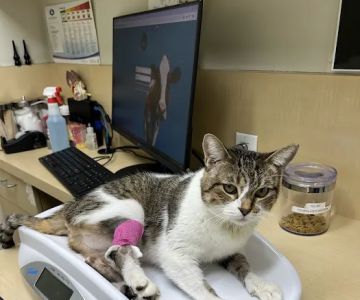 Animal Dermatology Clinic