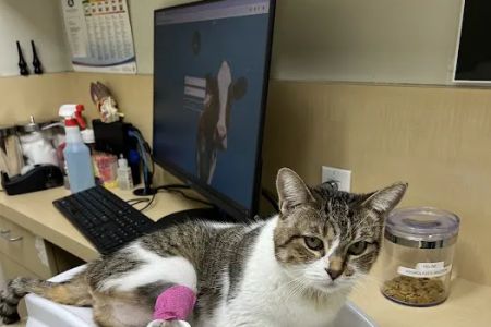 Animal Dermatology Clinic
