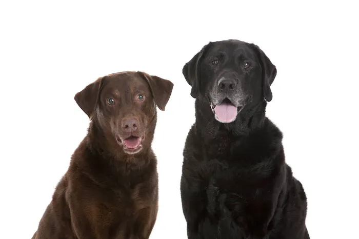 Animal Dermatology Clinic 12