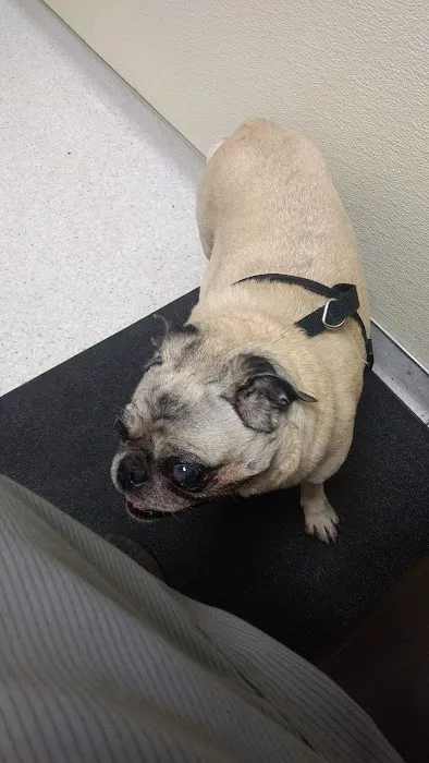 VCA Eye Clinic for Animals 12