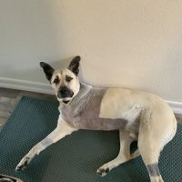 VCA Animal Specialty Group ico