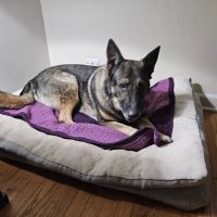 Valley Veterinary Surgery ico