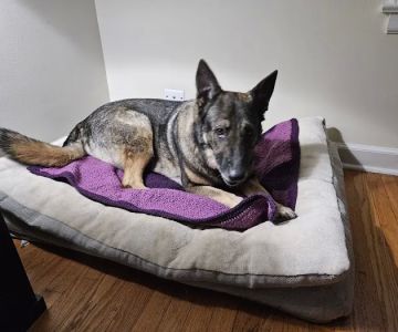 Valley Veterinary Surgery