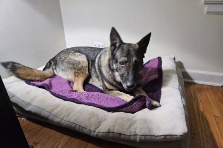 Valley Veterinary Surgery