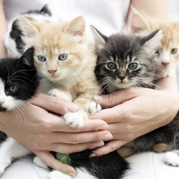 Animal Medical Clinic of St. Charles 12