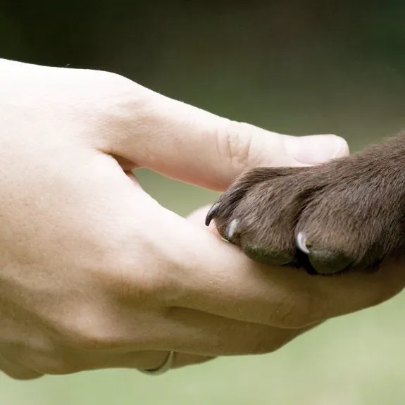 Animal Medical Clinic of St. Charles 12