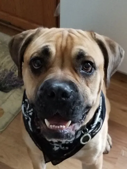 Animal Medical Clinic of St. Charles 12
