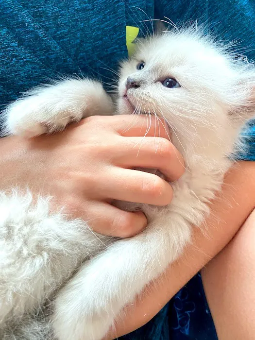 Ragdoll Kittens For You 3