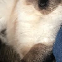 Ragdoll Kittens For You ico