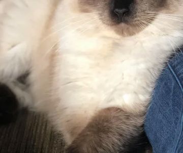 Ragdoll Kittens For You