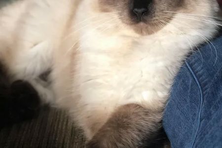 Ragdoll Kittens For You