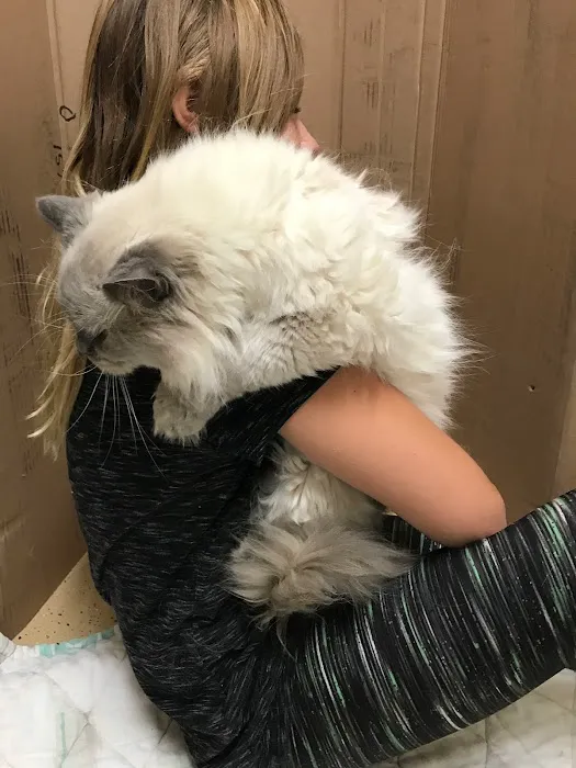 Ragdoll Kittens For You 5
