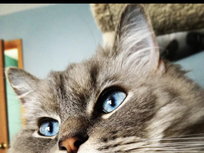 Ragdoll Kittens For You 9