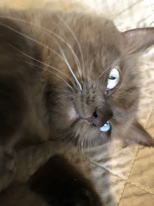 Ragdoll Kittens For You 8