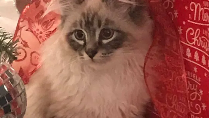 Ragdoll Kittens For You 10