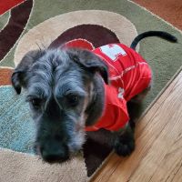 The Welcome Waggin' In-Home Veterinary Care ico