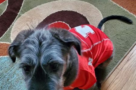The Welcome Waggin' In-Home Veterinary Care