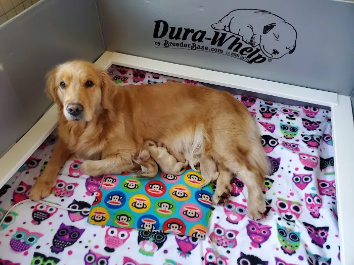 The Welcome Waggin' In-Home Veterinary Care 12