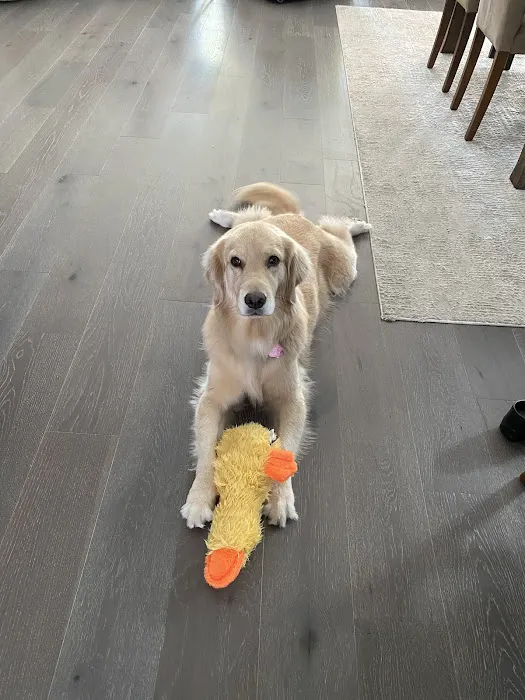 The Welcome Waggin' In-Home Veterinary Care 12