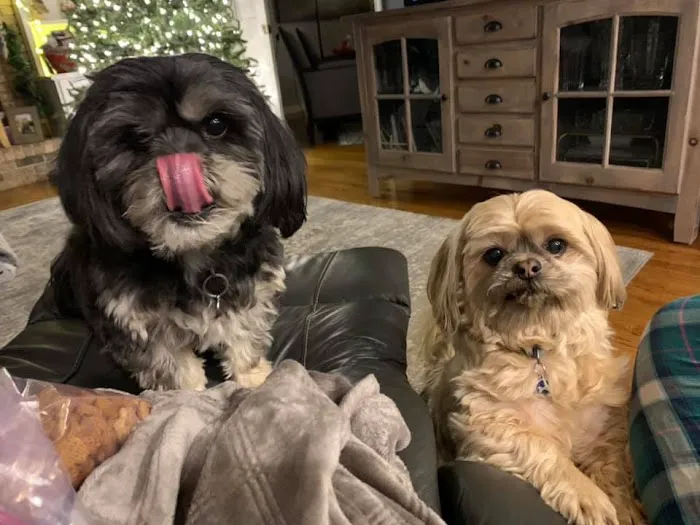 The Welcome Waggin' In-Home Veterinary Care 12