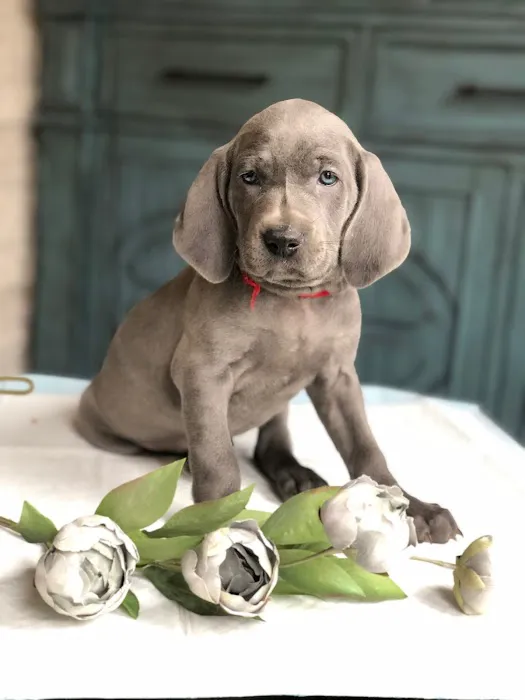 The Welcome Waggin' In-Home Veterinary Care 12
