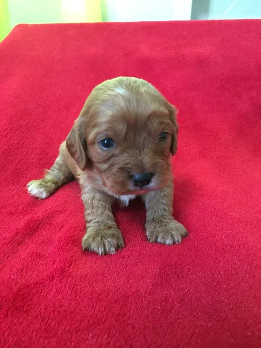 The Welcome Waggin' In-Home Veterinary Care 12