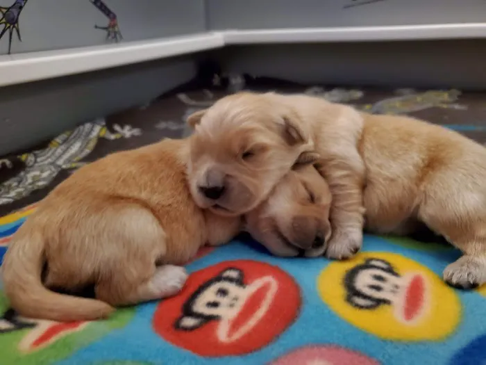 The Welcome Waggin' In-Home Veterinary Care 12