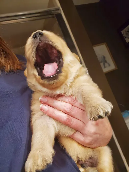 The Welcome Waggin' In-Home Veterinary Care 12