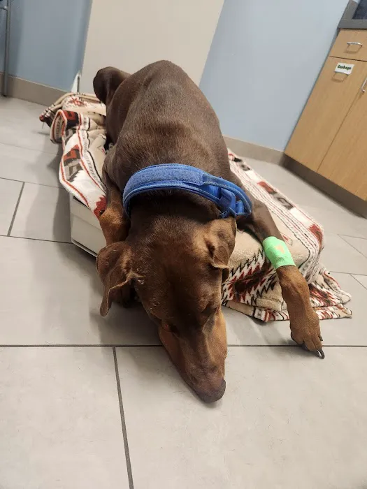 Lockport Animal Hospital 1
