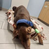 Lockport Animal Hospital ico