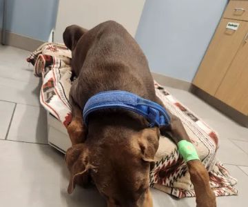 Lockport Animal Hospital