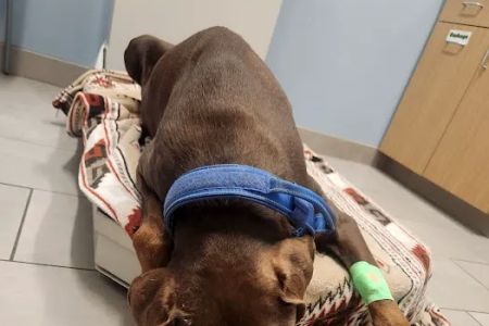 Lockport Animal Hospital