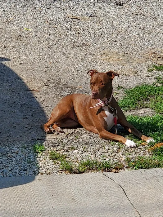 Lockport Animal Hospital 4