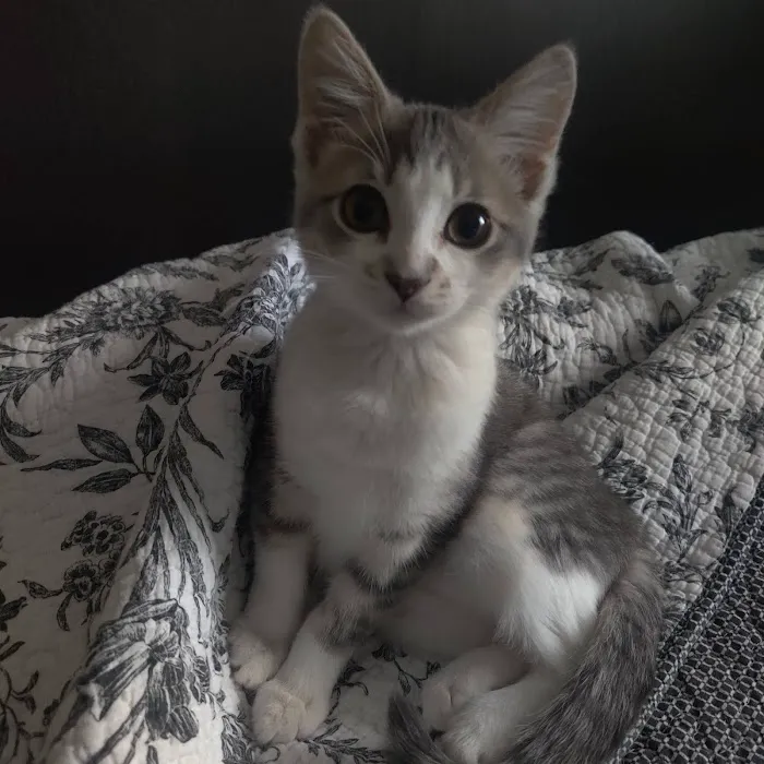 Fox Valley Animal Welfare League 9